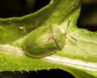 and disadvantages Biological control is no exception It is, however, one of the most environmentally vetted management strategy Rhinocyllus conicus larvae in Wavyleaf thistle