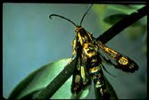 arnished plant bug (ygus lineolaris) Worldwide pest >300 host plants eafy spurge