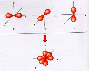 Orbitals have characteristic shapes and sizes.