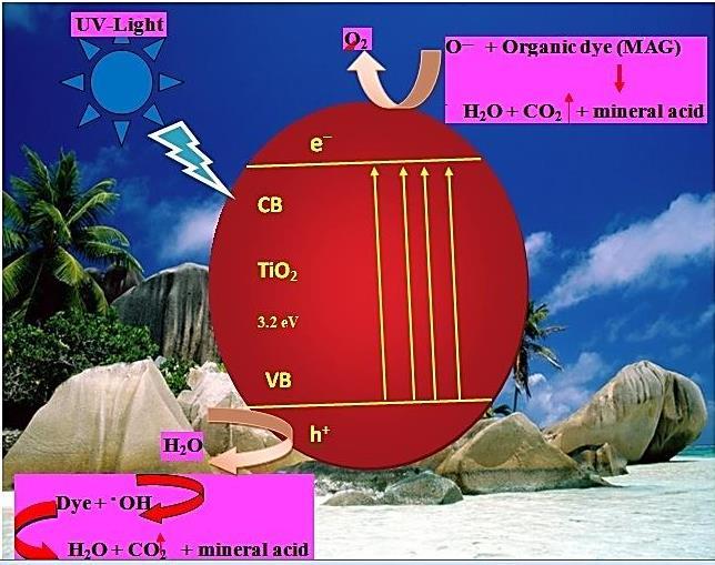 Scheme 2. Schematic diagram of photodegradation of MAG on TiO 2 nanomaterial under UVlight for successive mineralization. 4.