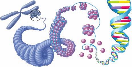 hromosome Supercoils Nucleosome oils What do nucleosomes do? Nucleosomes seem to be able to fold enormous lengths of into the tiny space available in the cell nucleus.