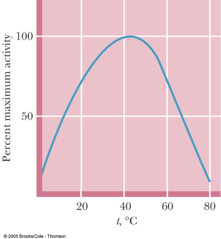 典型之最適溫度曲線 Figure 13.12 The effect of temperature on enzyme activity.