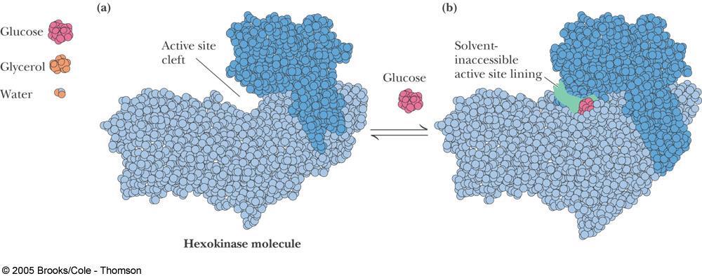 Figure 13.24 A drawing, roughly to scale, of H 2 O, glycerol, glucose, and an idealized hexokinase molecule.