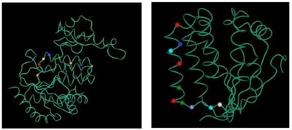 5 on the alignment (a) and the structures of Homo sapiens TK2 (as modeled by Rosetta) (b) and Drosophila melanogaster dnk