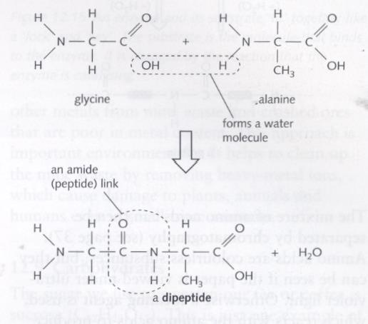 Proteins are natural condensation polymers made up from amino-acid monomers. Amino acids have an amine group at one end and a carboxylic acid group at the other end.
