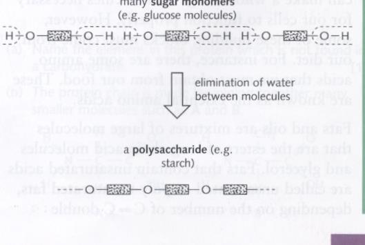 The protein is broken down into amino acids (hydrolyzed) when it is heated with concentrated hydrochloric acid. This is the reverse of the condensation reaction.