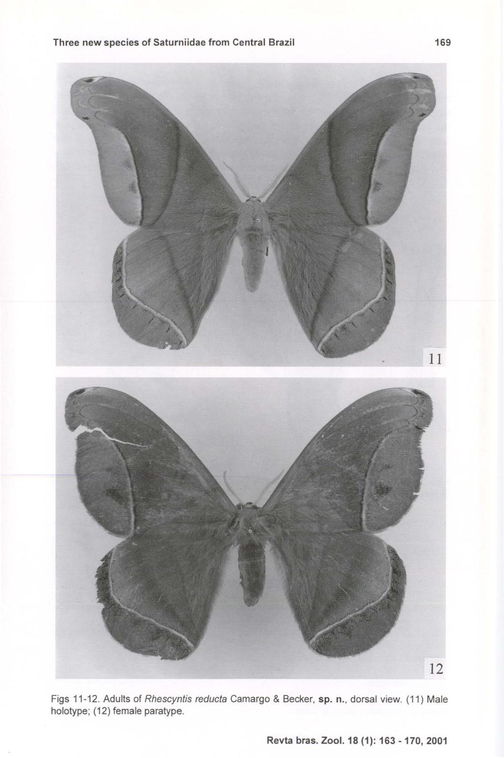 Three new species of Saturniidae from Central Brazil 169 12 Figs 11-12.