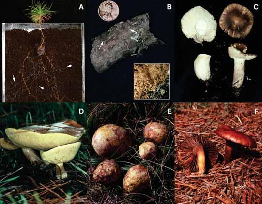 Six important ectomycorrhizal fungi associated with bish op pine. A: A bishop pine seedling grown in the laboratory and col o nized by Rhizopogon salebrosus is shown.