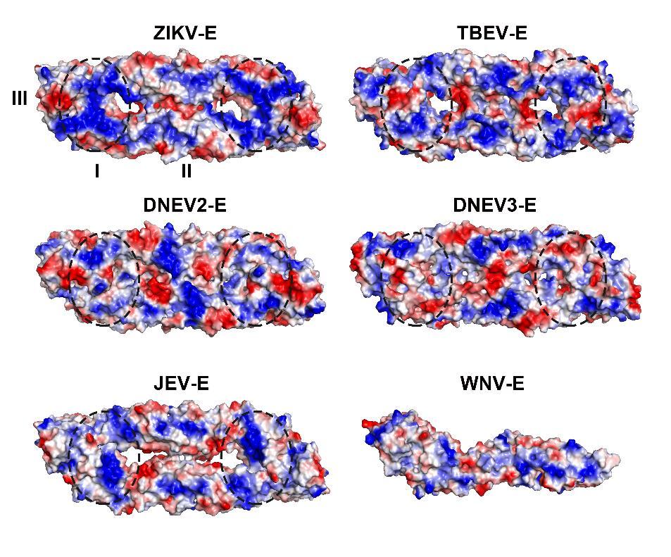 Figure S1. Electrostatic surface view of ZIKV-E and other flavivirus E structures, related to Figure 1B.