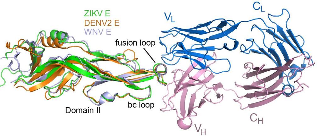 Figure S4. Structural models of 2A10G6 bound to envelope (E) protein of DENV2 and WNV, related to Figure 4.