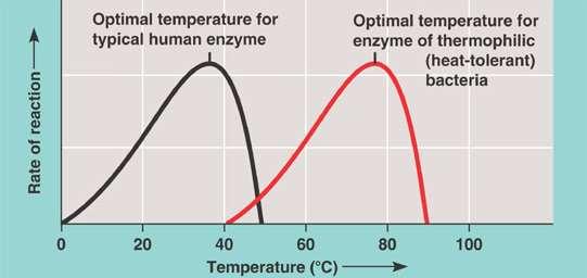 Enzymes are most active under optimal conditions each enzyme has an optimal temperature most effective as a catalyst at the optimal temperature rate of drop-off in