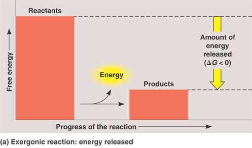 Chemical Reactions and Free Energy exergonic reactions the products have less free