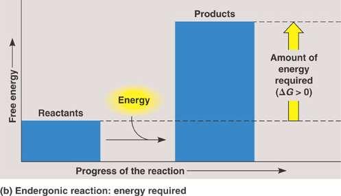 Chemical Reactions and Free Energy endergonic reactions the products have more free energy