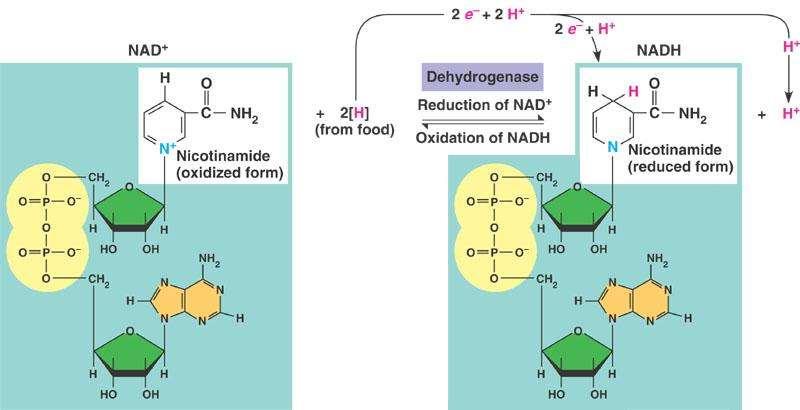 Redox reactions are also used for energy transfer intermediate acceptor example: nicotinamide adenine dinucleotide