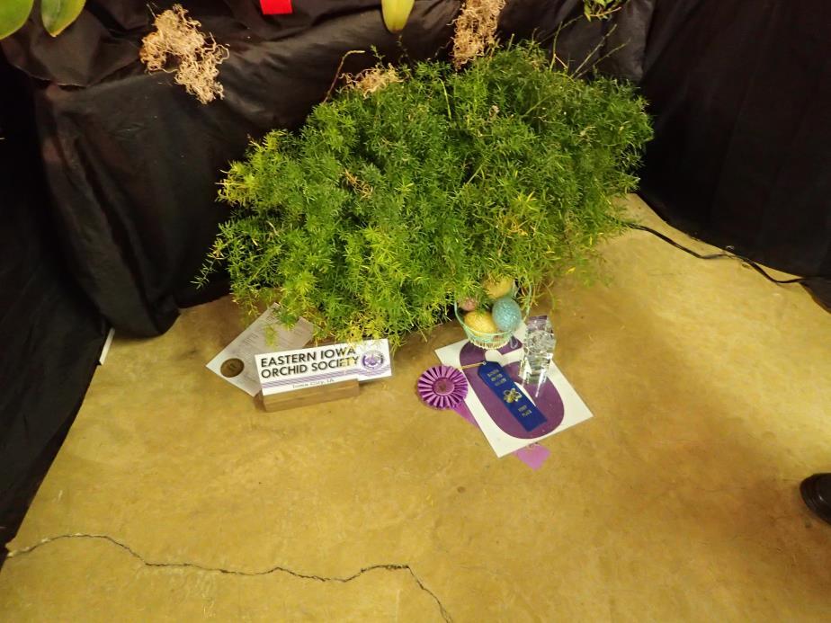 The Batavia Orchid Society show is held at the Du Page County Fairgrounds each year; the only change this time was that we were in the