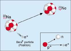 neutron, neutrino, and a positron (a