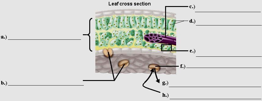 17. Does every plant cell carry out photosynthesis? Clearly defend your answer. 18. a.) Identify the labeled structures in the leaf cross section below. (Hint: see figures 10.3 and 35.
