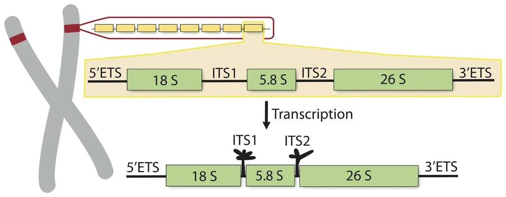transcribed spacer 1 (ITS1), the 5.8S rdna exon, internal transcribed spacer 2 (ITS2), the 28S rdna exon, and the 39 external transcribed spacer (Figure 2) [9].