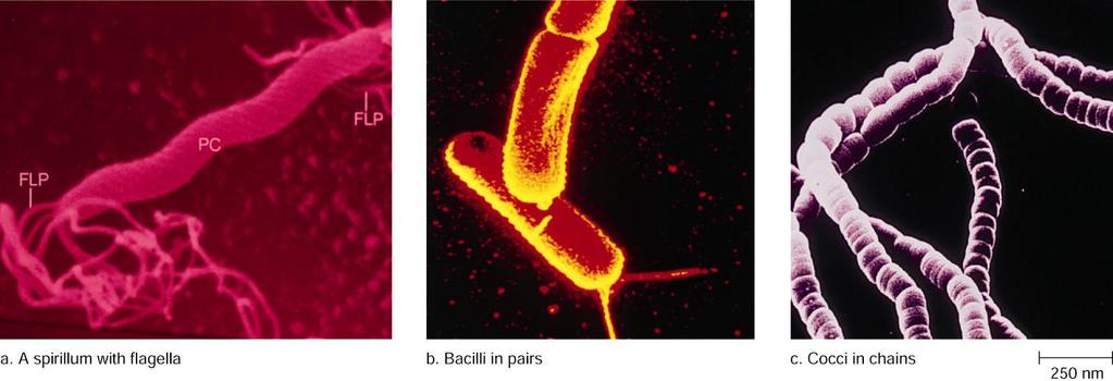 The Bacteria Groups of bacteria are commonly differentiated from one another using the Gram stain procedure.