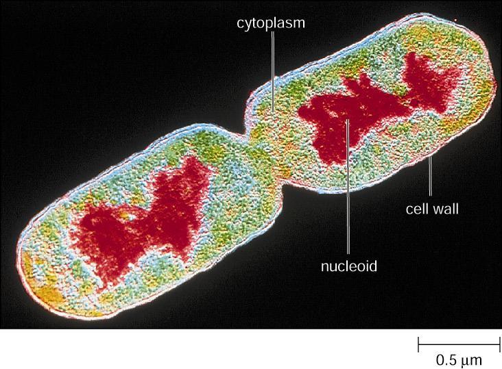 Reproduction in Prokaryotes Binary Fission Prokaryotes reproduce asexually by means of binary fission.