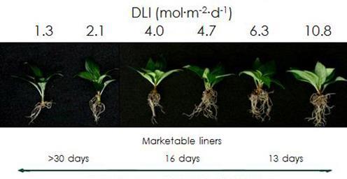 Increased daily light integral reduced crop time in New Guinea impatiens Increasing daily light