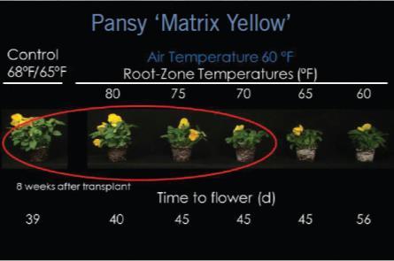 Increased root zone temperature resulted in earlier flowering with pansies grown cool Tips on temperature strategies Under-bench heating can shorten crop time for some cool crops 1.