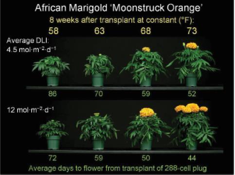 Higher daily light integral reduced crop time in marigold Vegetable crops that