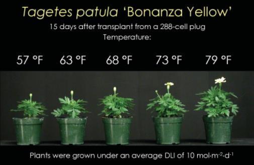 70F) Cold sensitive crops have high base temperatures, prefer a warmer climate (72 to 80F) More