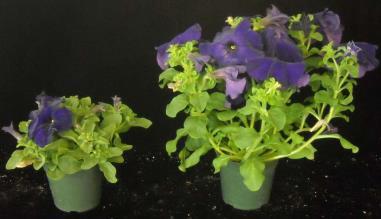 yellowing/drop in alyssum Chlorosis/stunting in ivy geranium Try and reduce temperatures (usually