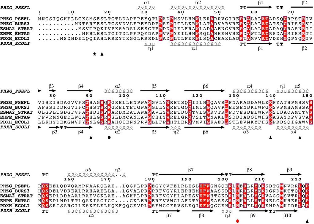 Figure S2 Structurebased sequence alignment of PhzGs from Pseudomonas fluorescens 279 (PHZG_PSEFL, Uniprot entry Q51793), Burkholderia lata 383 (PHZG_BURS3, Uniprot entry Q396C5), Streptomyces