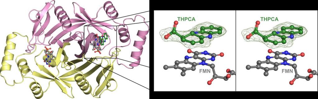 Figure S3 Superimposition of P. fluorescens 279 PhzG complexes with HHPDC (green) and excess FMN (thin black lines).