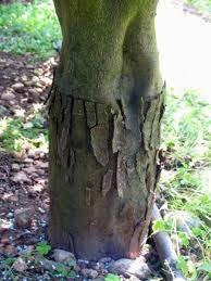 VIROID DISEASES Citrus exocortis viroid (CEVd) Causes stunting of plants, shelling of bark May result in little yield loss May be useful to