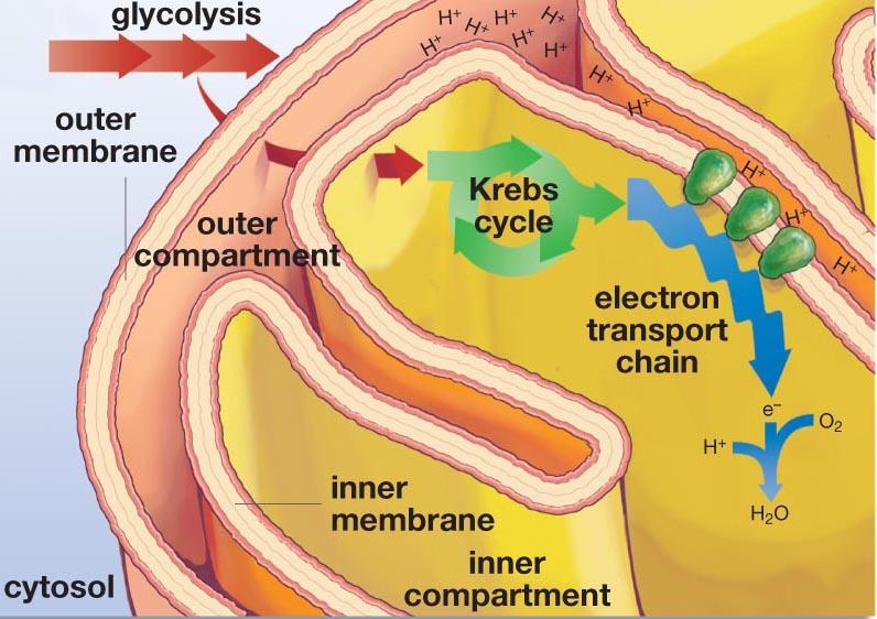 Electron Transport Chain The flow of electrons pushes H+ ions to the outer