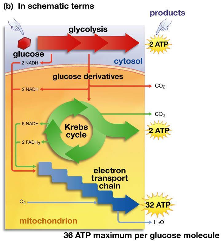 Vital Harvest: The Third Sage of Respiration: The Electron Transport Chain What does the Electron Transport Chain accomplish?