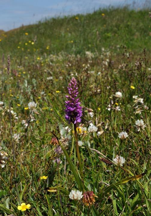 Acknowledgements Thanks are due to several people, and organisations, for their help in developing the work at Kenfig: To CCW, Bridgend County Borough Council and Plantlife (notably Andy Byfield) for