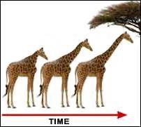 Ex. a giraffe stretching neck to reach higher food on a tree,