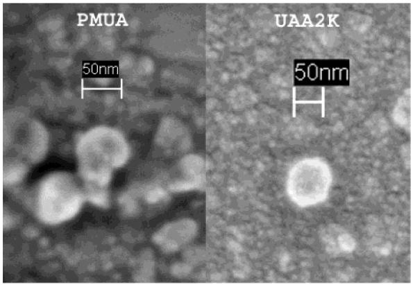 Polymeric nanoparticles polyurethane acrylate anionomer (UAA)