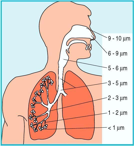 Particulates Deposition in Respiratory System
