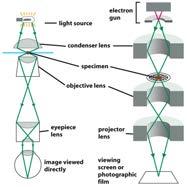 heavy metals or proteins, this interaction forms the image Electrons have a low penetration depth->sectioning is necessary High vacuum is