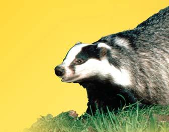 European badger (Meles meles) Why do organisms