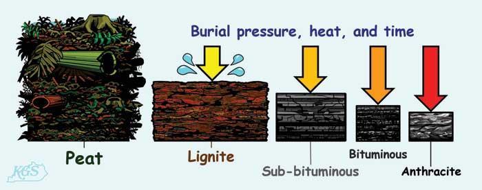 Formation of Coal PEAT- accumulated plant material LIGNITE known as