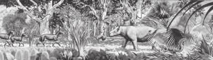 After the dinosaurs went extinct, mammals no longer had to compete with them for resources. As a result, mammals have become more dominant during the Cenozoic.