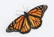 Monarch butterflies and many species of birds have a different behavioral adaptation for surviving cold winters. They leave the area.