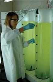 What changed that led to oxygen gas becoming part of the atmosphere? A scientist takes a sample of cyanobacteria from the surface of a lake.