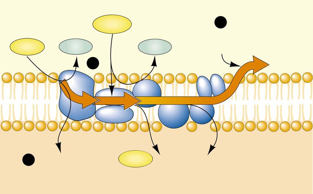 Cellular Respiration The electron transport chain in the mitochondrial matrix (matrix) FADH 2 3 NADH 2e NAD + 1 1/2 O 2 + 2H +