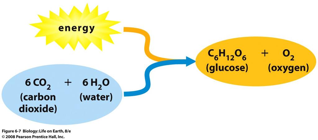 Endergonic Reaction Example Photosynthesis sunlight energy + CO 2 + H 2 O sugar