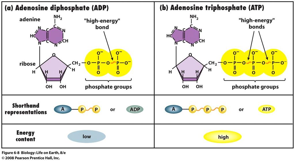 ATP Adenosine triphosphate (ATP) is the primary energy carrying molecule