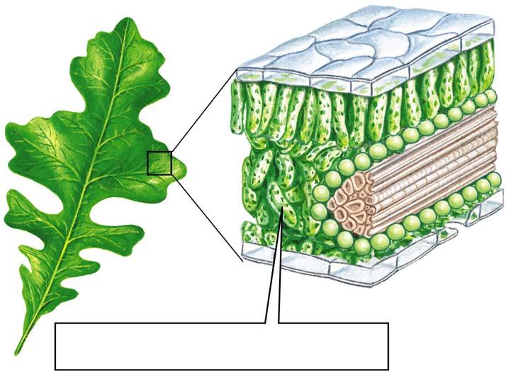 In a C 4 plant, carbon capture is in mesophyll cells, but glucose is