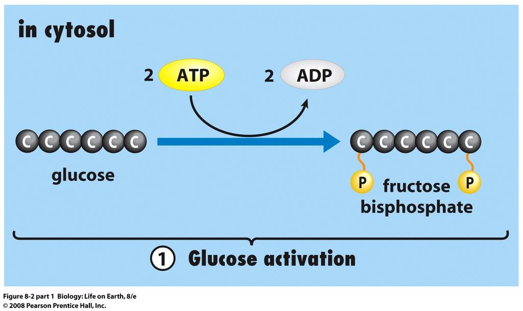 Glycolysis Two ATP power the