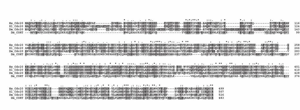 Figure 1. CORT Protein Associates with the APC/C In Vivo (A) Cdc27 co-immunoprecipitates with MYC-CORT.